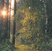 Park Krajobrazowy Puszczy Solskiej